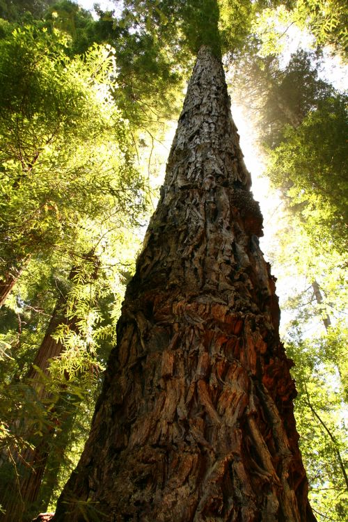 redwood